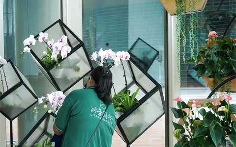 广州办公室绿植租赁价钱是怎么收费的？