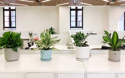 办公室室内植物怎么养？爱花的你万万不要错过