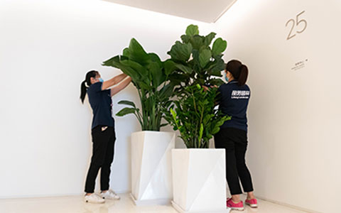 日博集团：适合摆放办公室的绿色植物