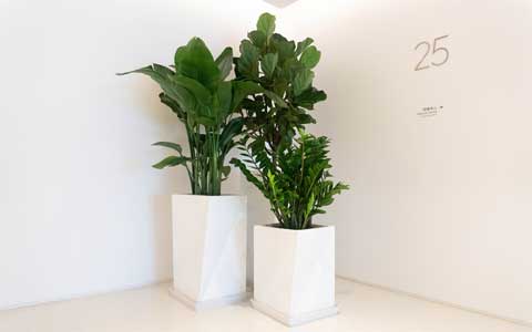 花卉绿植租赁养护收费标准？