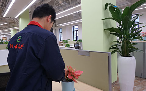 日博集团推荐：适合在办公室桌面上养的盆栽绿植！